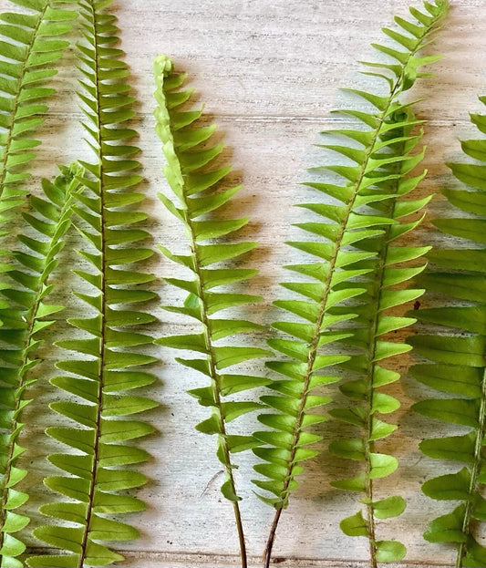 25 Bare Root Ferns - Assorted Varieties - Perfect for Gardens and Landscapes - Ideal for Planting and Landscaping