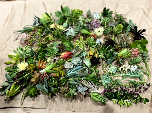 50 Random Succulent Starter Cuttings - Variety Pack - Ideal for Gardening - Free Shipping