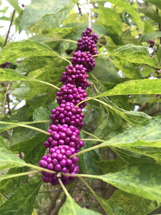 Beauty Berry Bush Live Plant Cuttings - No Roots for Propagation - Callicarpa americana - Gardening Supplies