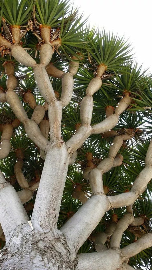 Dragon Blood Bonsai Tree Seeds - 6 Seeds - Dracaena Draco - Indoor Plant Seeds for Gardening