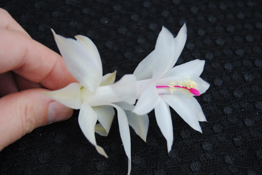 Christmas Cactus Starter Plant - Small Healthy Schlumbergera Truncata - Primavera Variety - Well Rooted for Easy Growth