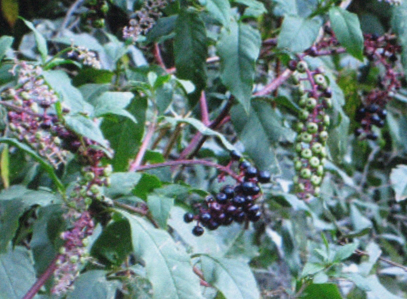 Pokeberry Plant - 4" Pot - Edible Poke Sallet - Phytolacca americana