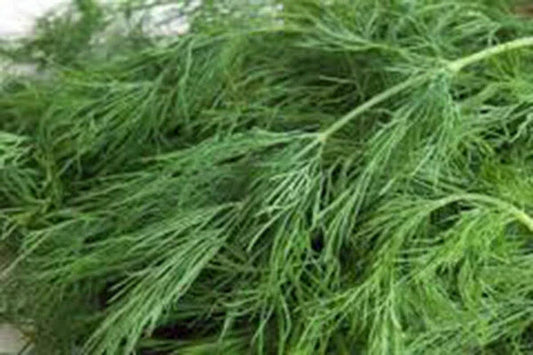 Dill Seed - Heirloom Bouquet - Non-GMO - 50+ Seeds - Fresh or Dried Herb - Anethum graveolens