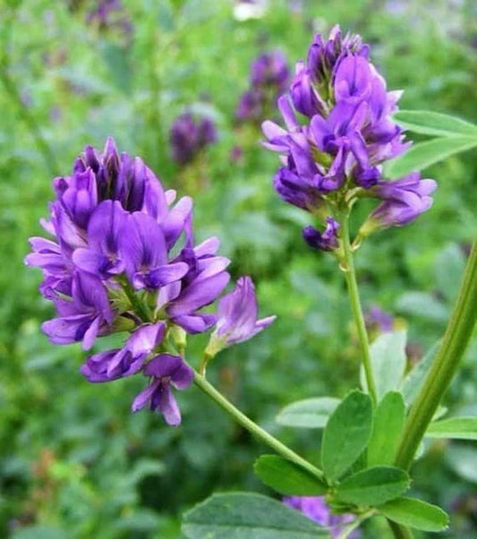 Alfalfa Seeds 1600 Count Non-GMO Cover Crop Medicago sativa L. Organic Farming Gardening