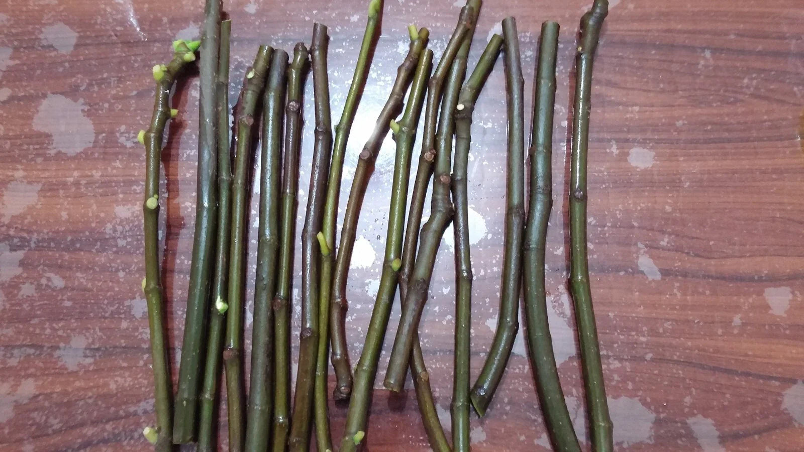 Green Ischia Fig Cuttings (Ficus carica) - 2 Unrooted 6-8" | Rare Heirloom Green Fig with Strawberry Flesh | Easy Propagation & Sweet Fruit