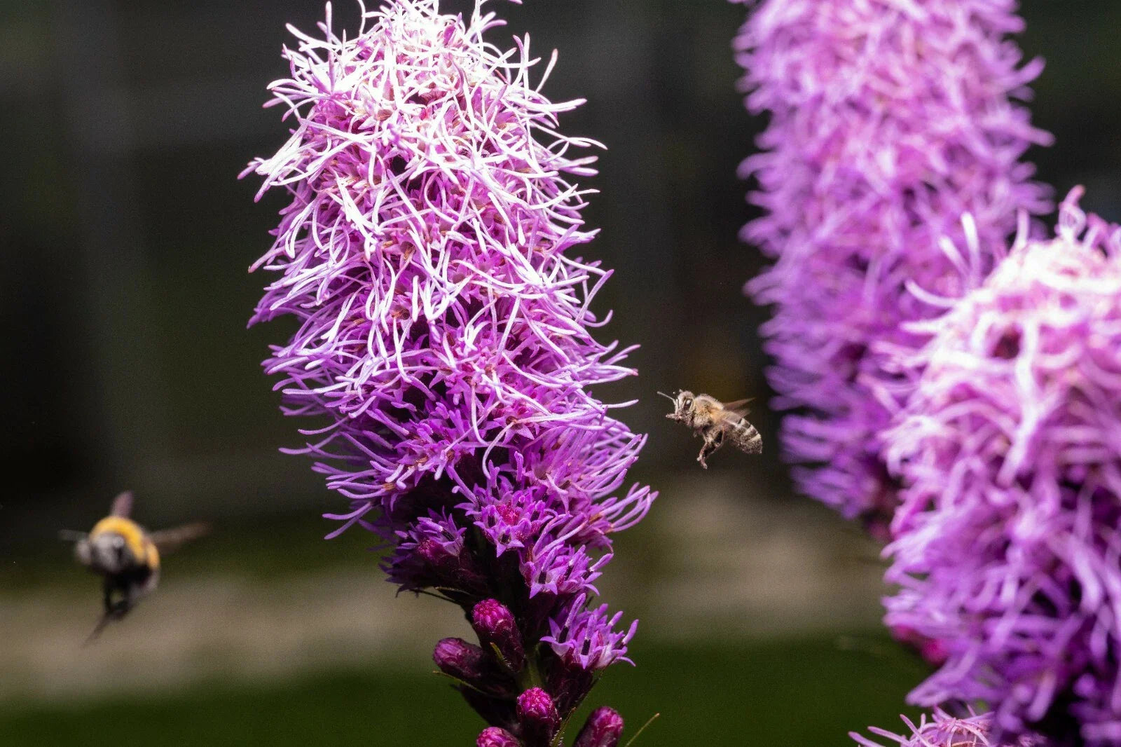 Kobold Dense Blazing Star Seeds - Liatris spicata - 25+ Seeds for Planting, Perennial Flower Garden