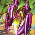 Purple Shine Chinese Eggplant Seeds - Long Aubergine Asian Vegetable Seeds - Solanum melongena - 2025