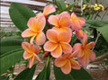 Light Pink Orange Plumeria Seeds - 5 Perennial Flower Seeds (Plumeria spp.)