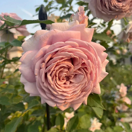 Miyabi Cha Rose Cuttings - 3 Super Rare Rooting or Grafting Cuttings - Rosa spp.