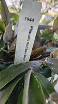 Rhipsalis Rhombea "Dave" - 3 Leaf Segments, Draping Succulent Plant, Indoor Houseplant