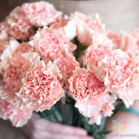 200+ Squier Pink Carnation Seeds for Garden Planting - Dianthus caryophyllus - USA Grown - Easy to Grow