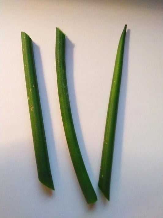 Fernwood Snake Plant Cuttings - 3 Unrooted Clippings - Sansevieria Trifasciata, Indoor Houseplant Decor