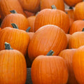 Jack O' Lantern Pumpkin Seeds - Carving Pumpkin 10-20 lbs - Cucurbita pepo - Ideal for Halloween Decor
