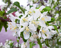 25+ Red Jewel Crabapple Seeds - Planting Seeds - Malus 'Red Jewel' - USA - Free Shipping