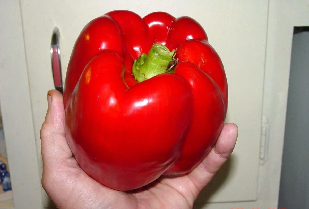 Giant Red Bell Pepper Seeds - 120+ Heirloom Organic Non-GMO Sweet Seeds for Gardening - Capsicum annuum