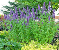 Purple Giant Hyssop Seeds - 100+ Drought Tolerant Native Wildflower for Pollinators - Agastache scrophulariifolia