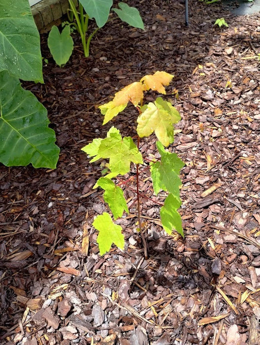 Sunset Maple Tree Seedlings | Bare Root | 4-6 Inches Tall | Acer rubrum 'Sunset' | Affordable Shade Trees