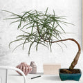 Australian Bottle Tree Live Plant - Brachychiton Rupestris - Rare Bonsai in 2.5" Pot - Unique Indoor/Outdoor Decor