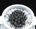 Rare Succulent Seeds - 100Pcs Pack - Sinocrassula Yunnanensis - Unique Plant Variety for Collectors