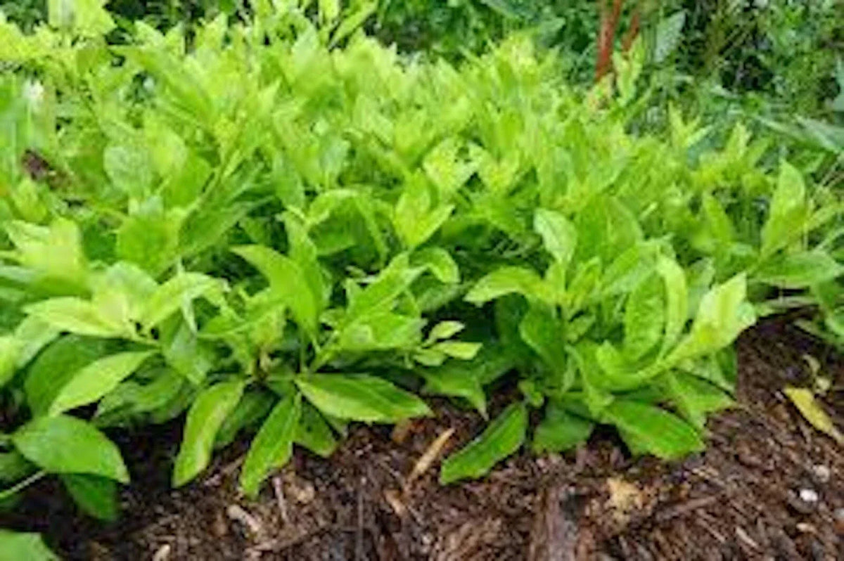 Green Pea Seeds 8 oz - Pisum sativum - Organic Non-GMO Garden Peas for Planting