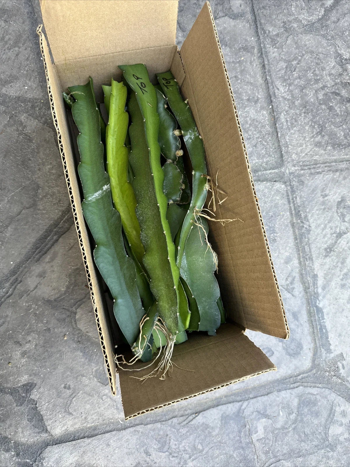 Rare Dragon Fruit Cuttings 8-12 Inches Long | Hylocereus Undatus | Exotic Fruit Plant for Home Gardening