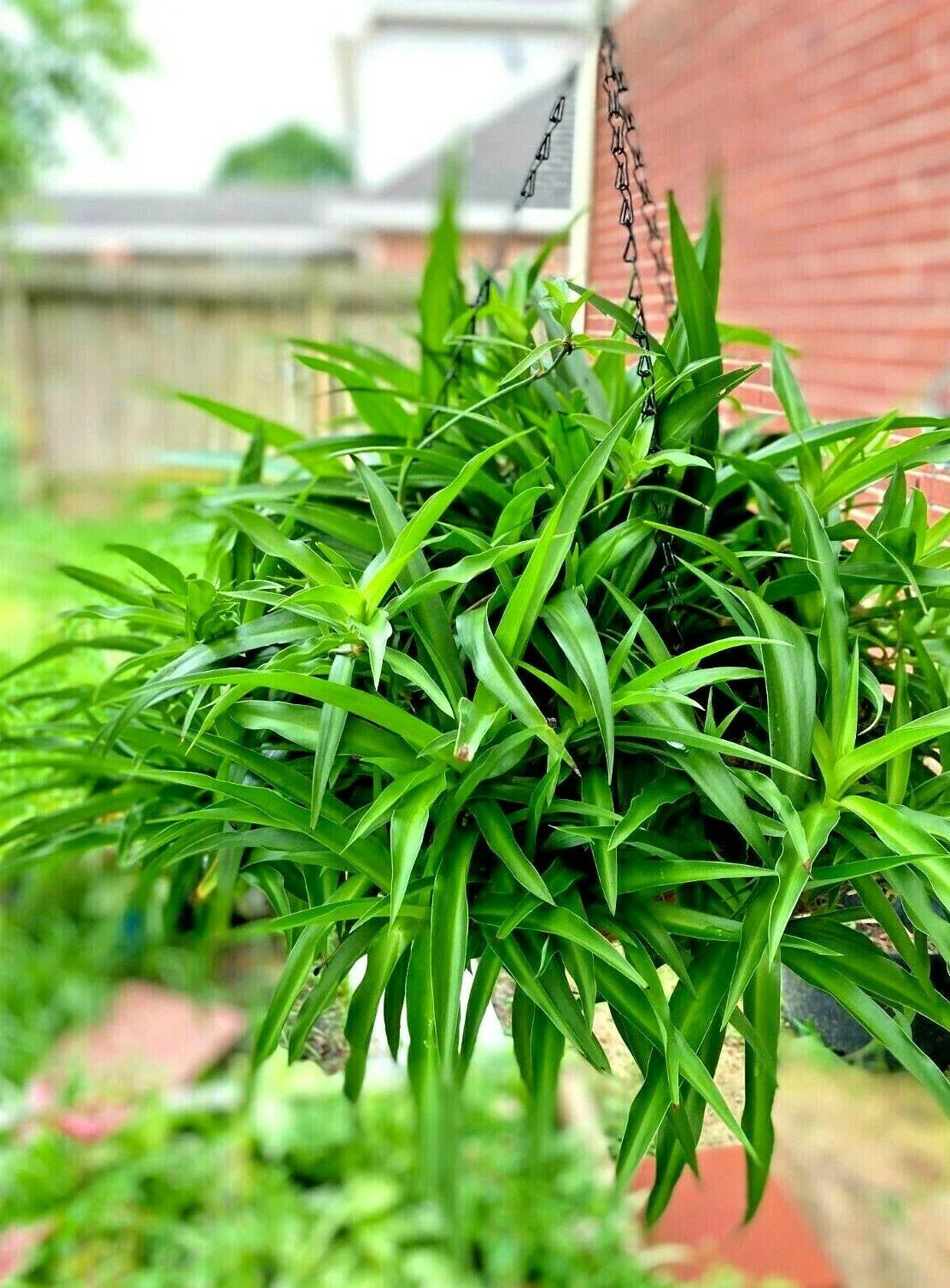 Spider Plant Hanging Basket - Six Rooted Green Air Purifying Plants - Chlorophytum comosum