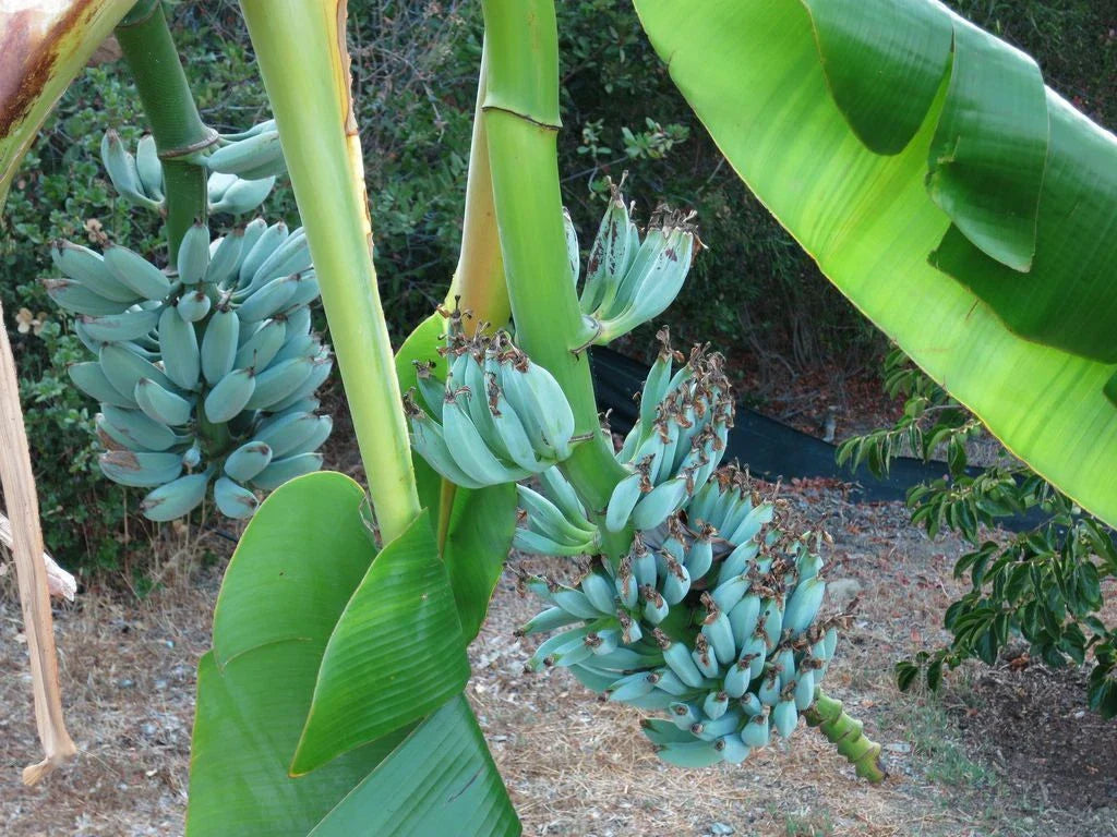 Musa Ice Cream Banana Tree - Small Rooted Starter Plant - Blue Java - Sweet Vanilla Flavor - Live Indoor/Outdoor Plant