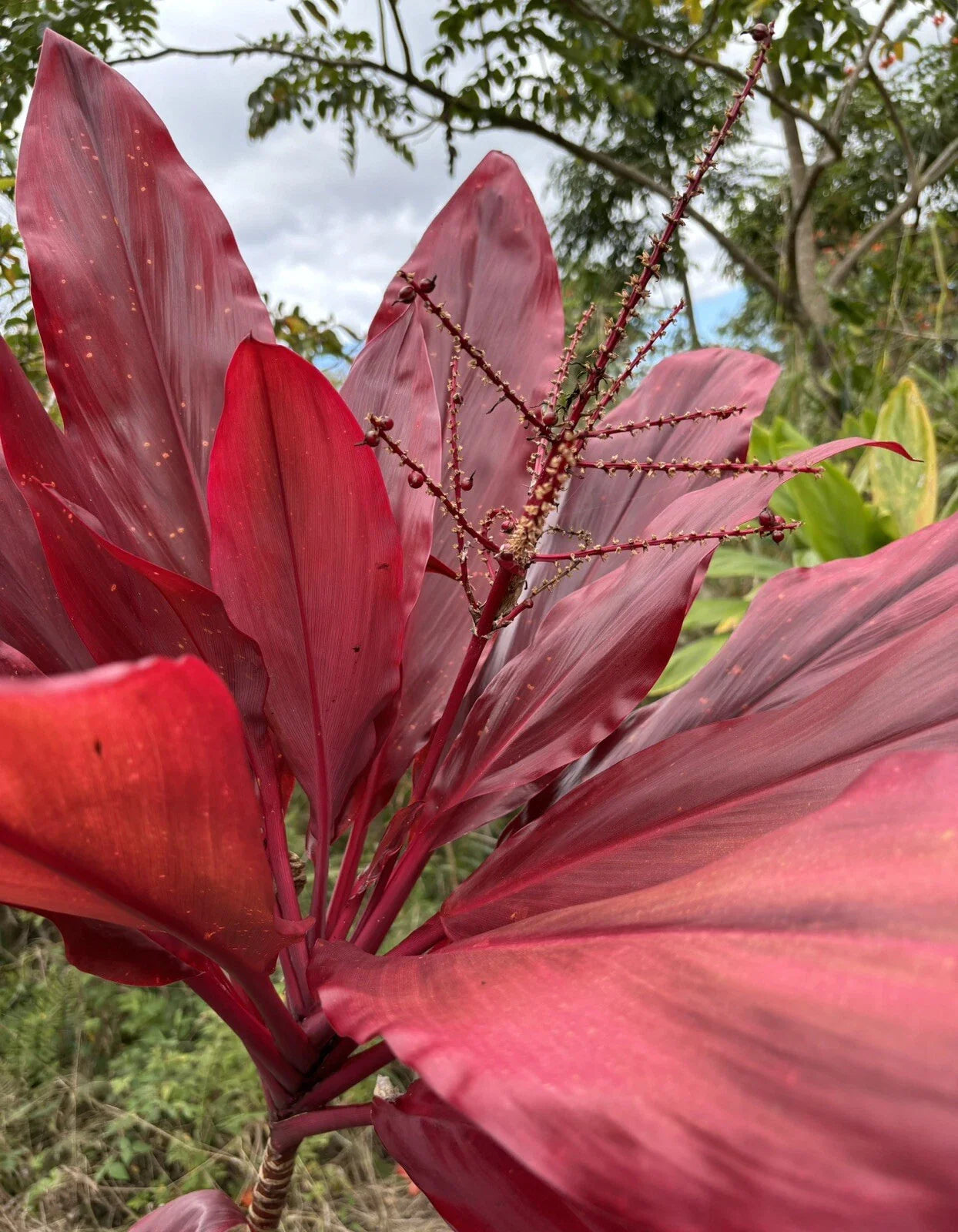 Hawaiian Ti Leaf Cuttings 6-Inch Red Variety Fresh Cuttings (Cordyline fruticosa) - 6 Starter Logs