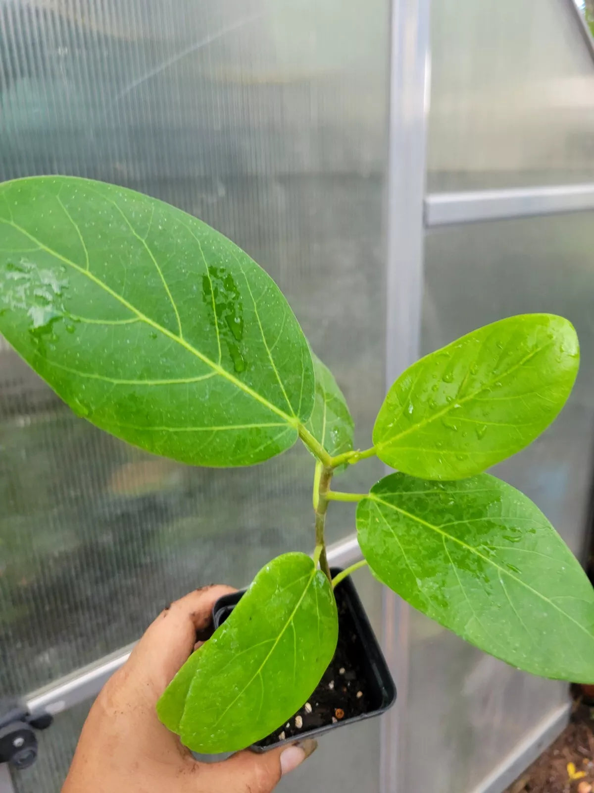 Audrey Fig Tree 6-12 Inches Ficus benghalensis in 3 Inches Pot - Indoor Plant, Banyan Tree