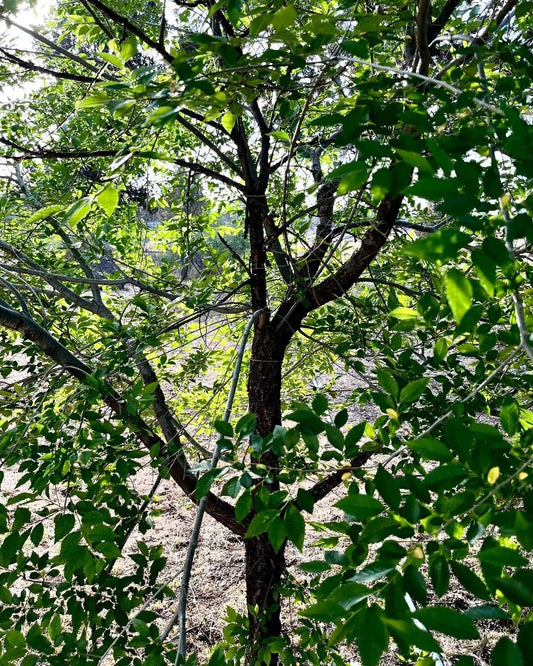 Organic Elm Tree Cuttings 6" Long, Non-Rooted, 4 Count - Ulmus spp., Grown in U.S.A.