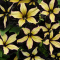 Petunia Seeds - 50 Black Yellow Seeds for Containers, Hanging Baskets, Windows - Petunia x hybrida