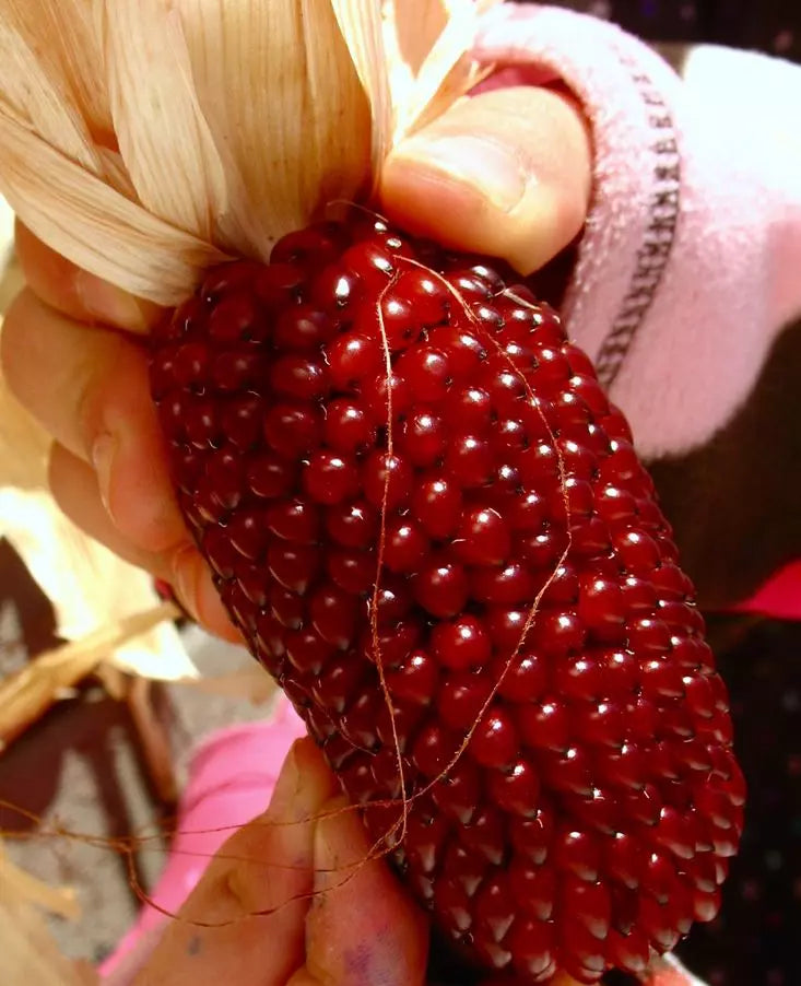 120+ Strawberry Ruby Corn Seeds - Organic Heirloom Popcorn - Rare Sweet Variety - Zea mays everta