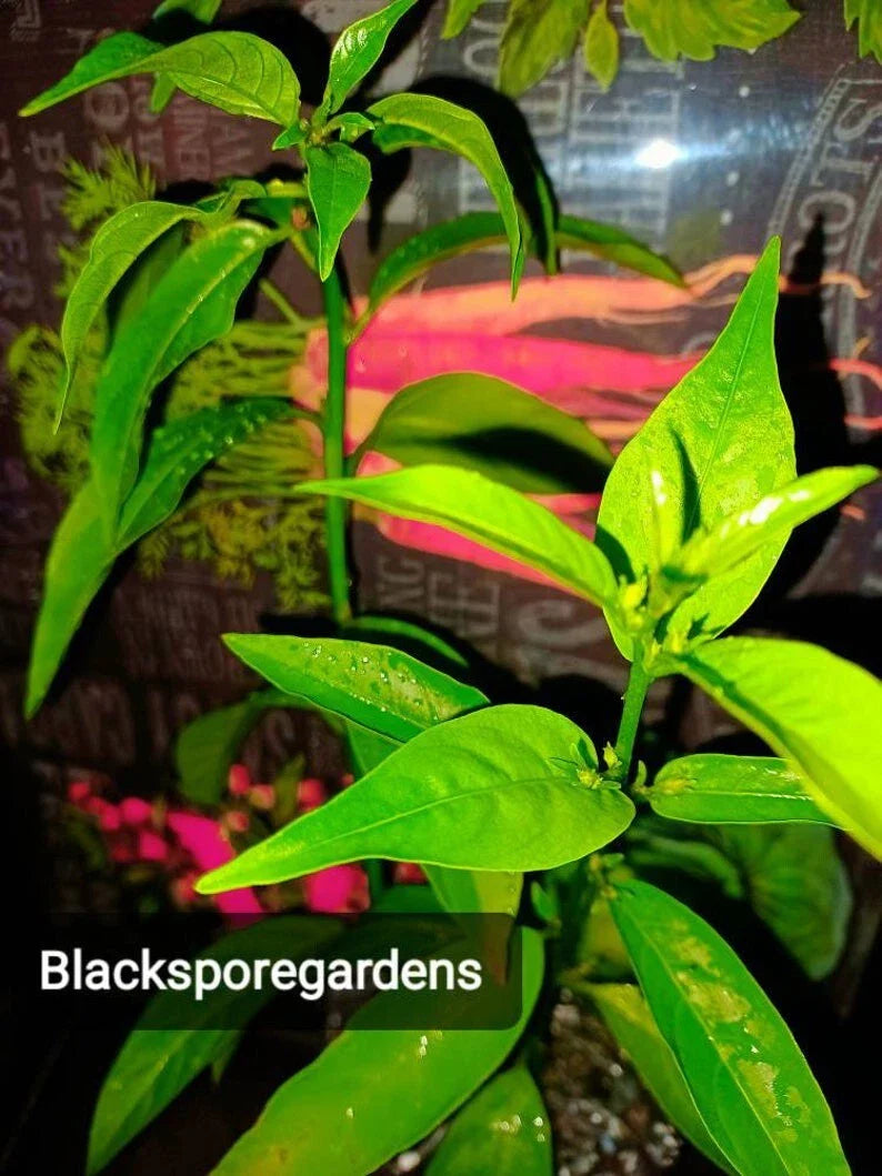 Night Blooming Jasmine Live Plant 4-13 Inch Fully Rooted in Container (Cestrum nocturnum)