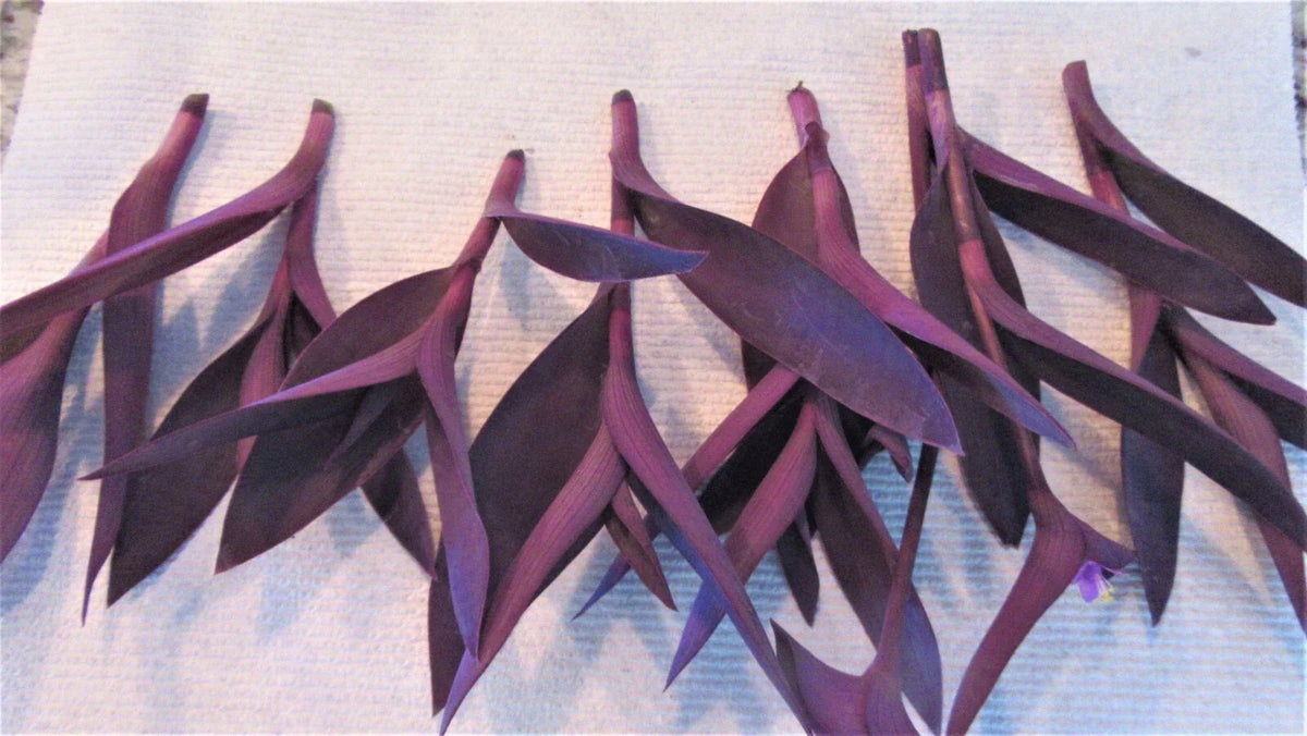 Purple Heart Cuttings - 8 Stem Set - Tradescantia Pallida Purpurea - Indoor Plant for Home Decor and Gardening