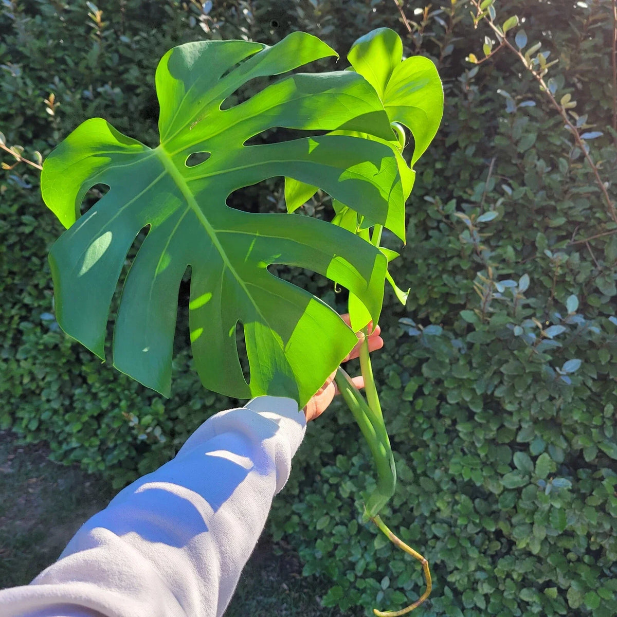 Large Monstera Deliciosa Rooted Cutting, Tropical Live Plant, Swiss Cheese Plant (Monstera deliciosa)