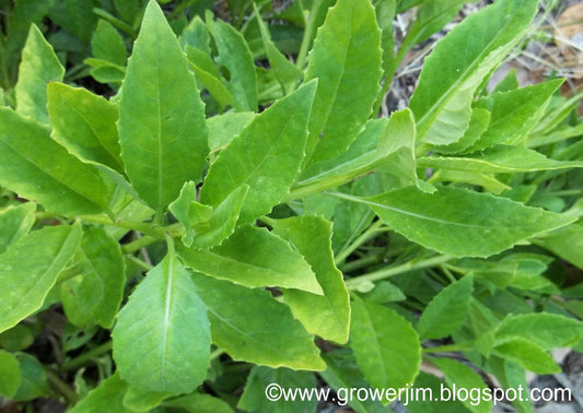 Longevity Spinach Tip Cuttings | Gynura Procumbens | Fresh Edible Greens for Gardening & Hydroponics
