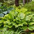 Hosta Plant 5.25" Pot Lone Star Well Rooted Perennial Shade Plant (Hosta 'Lone Star') Proven Winners
