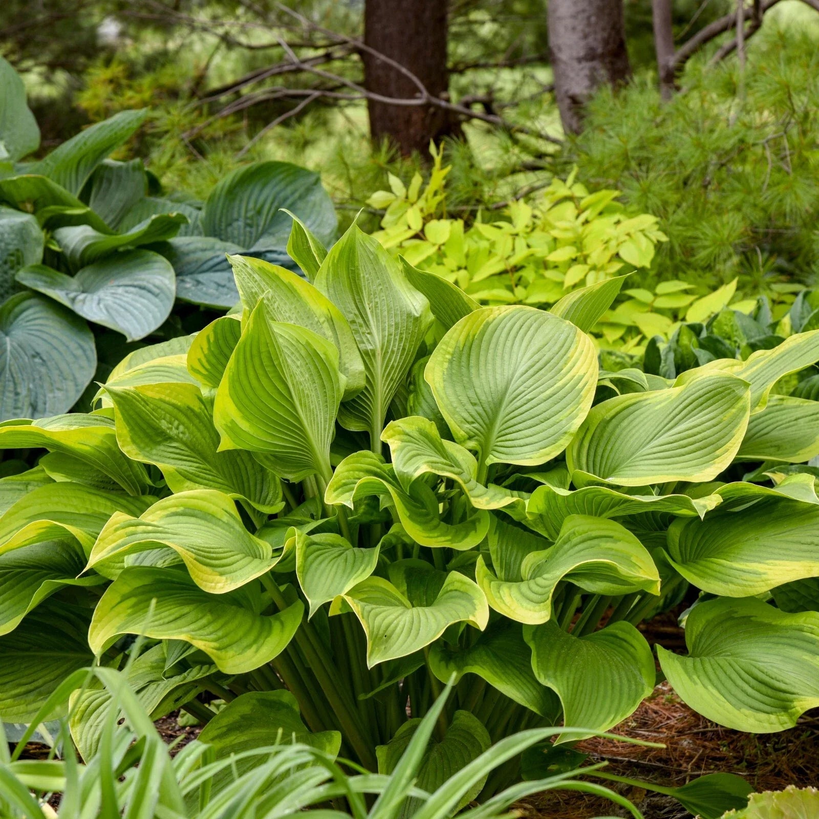 Hosta Plant 5.25" Pot Lone Star Well Rooted Perennial Shade Plant (Hosta 'Lone Star') Proven Winners