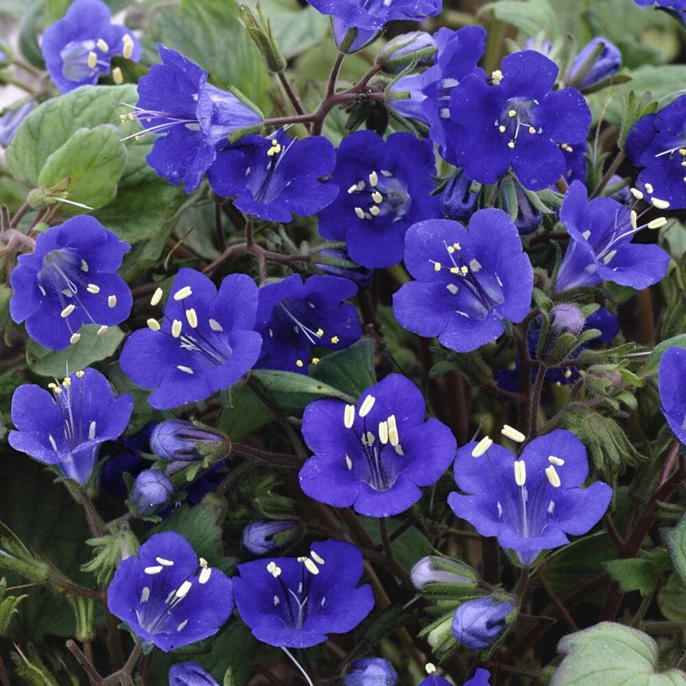 California Bluebell Seeds - 100+ Non-GMO Seeds - Campanula Medium - Perfect for Gardens and Pollinator Attracting
