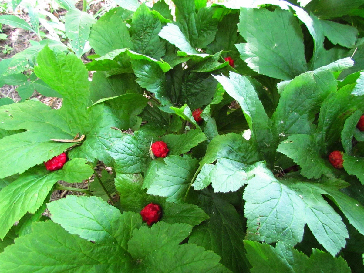 Golden Seal Roots - 20 Pieces - Hydrastis canadensis - Herbal Plant for Natural Remedies