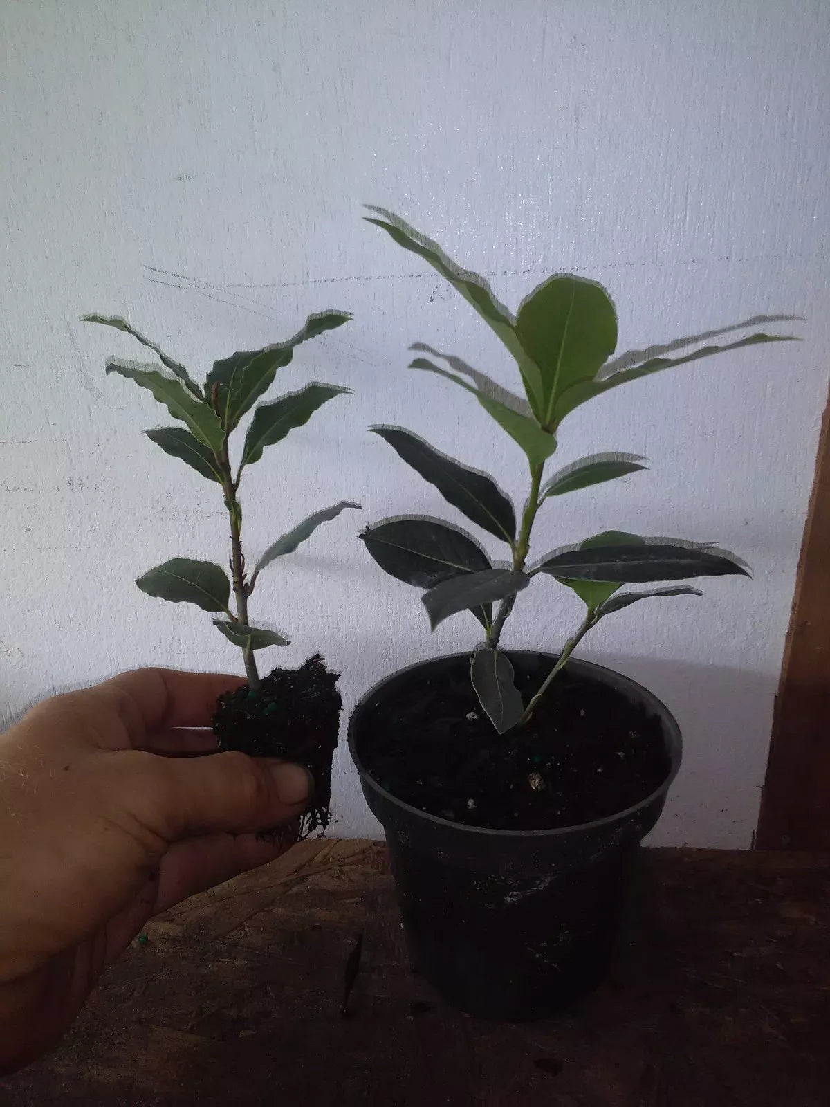 Bay Leaf Tree Plant - Laurus nobilis - Fully Rooted Cutting - Pesticide Free - New Growth - Indoor/Outdoor Plant