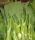 Heirloom KAILAAN Chinese Broccoli Kale Seeds - 250 Pack - Gai Lan Asian Green - Brassica oleracea var. alboglabra