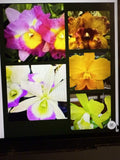 Cattleya Orchid Plant - Bare Root, No Tag, No Pot, 1-3 Stems, Sale - Unique Cattleya Variety