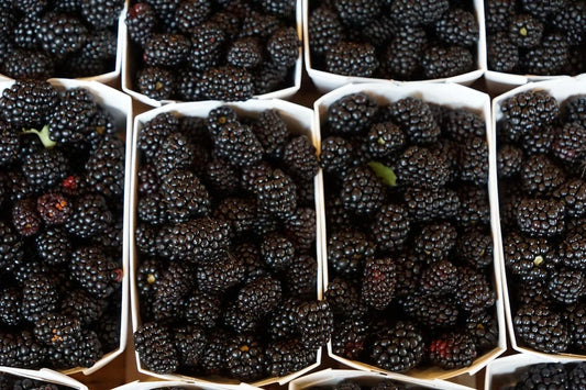 Organic Ouachita Thornless Blackberry Cuttings - 6" Long - 4 Count - Rubus fruticosus
