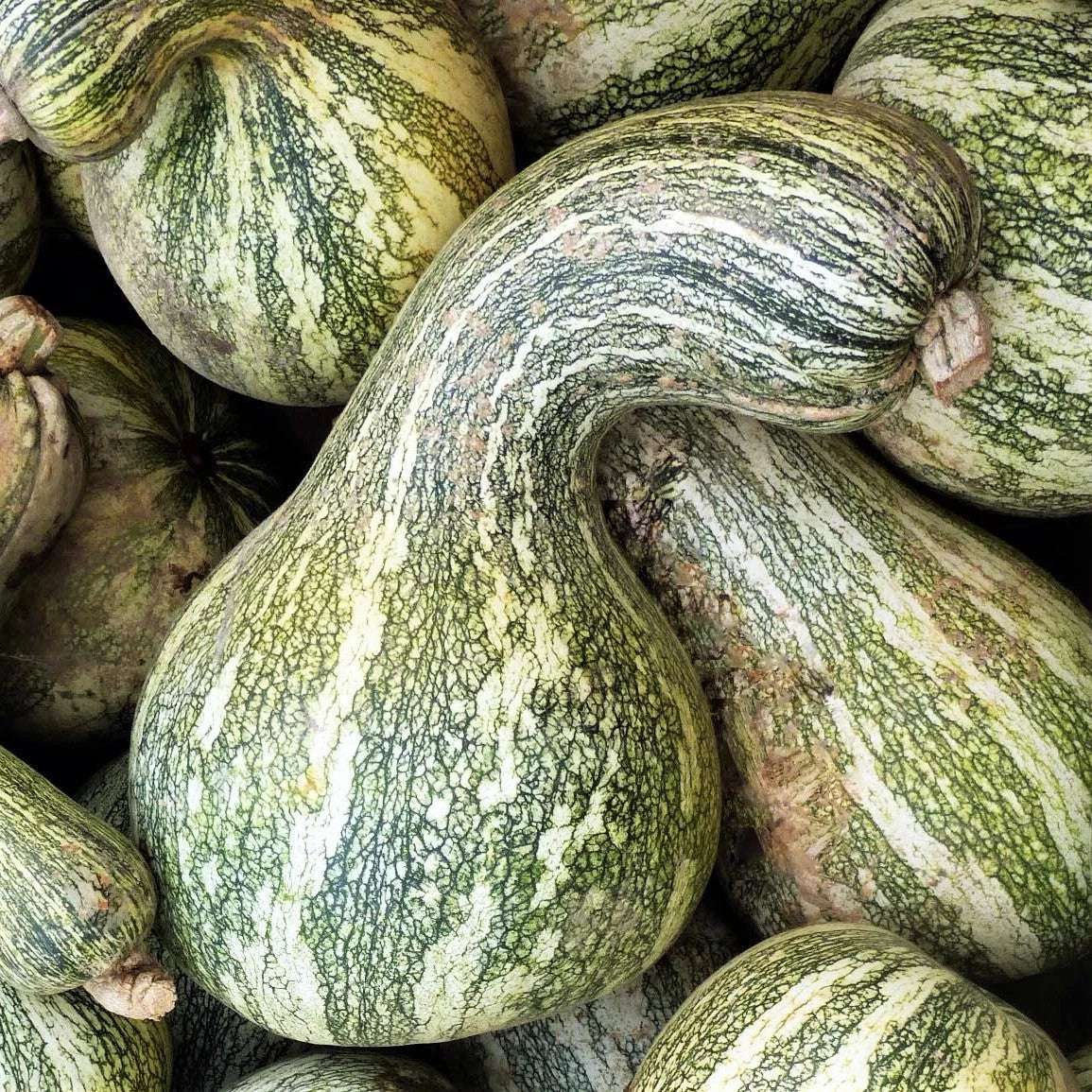 Cushaw Seeds - 20+ Count - Green Striped Variety - Cucurbita mixta - Ideal for 2025 USA Garden Vegetable Planting