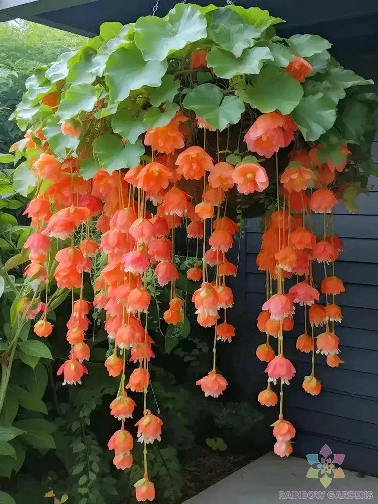 Orange Weeping Begonia Seeds - 25+ Premium Seeds for Garden Planting - Begonia x tuberhybrida - USA