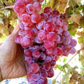 Globe Seedless Grape Vine Cuttings - Large Sweet Juicy Table Grapes - Vitis vinifera