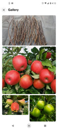 Apple Tree Cuttings - 6+1 Free Grafting Scions - Live Rooting Variety - Malus domestica