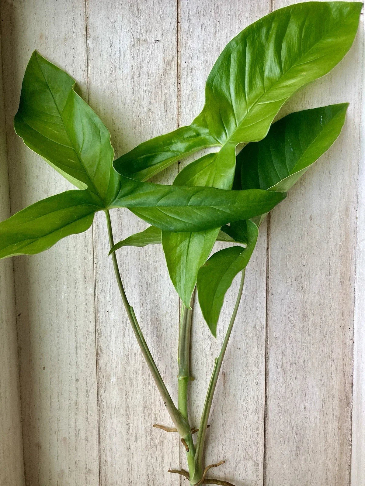 Rooted Arrowhead Vine Cuttings - 10 Pack, Syngonium podophyllum, Easy Care Houseplant, Indoor Gardening Decor