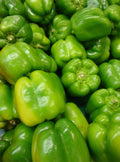 Yolo Wonder Pepper Seeds 50+ Non-GMO Sweet Bell Vegetable Garden Seeds (Capsicum annuum) - Free Shipping